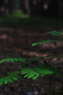 Young green rowan leaves growing close to ground in dark pine forest path sunlight.