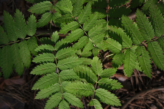 Close up top view vibrant green rowan leaves growing in sunlit forest environment.