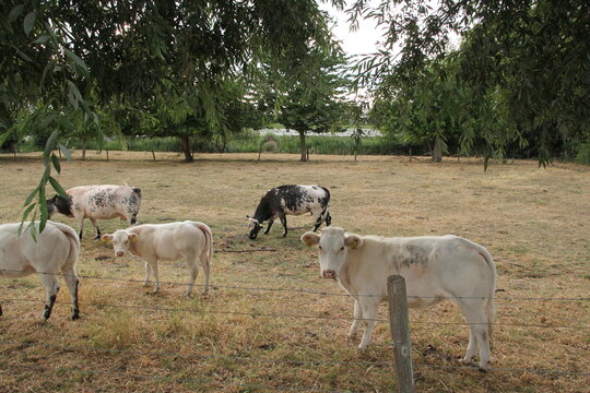 a small herd of white cows is grazing in a meadow with trees in the countryside in summer