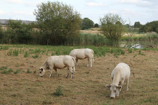 a cattle of charolais cows is grazing in a meadow next to a channel with water in the dutch countryside in summer