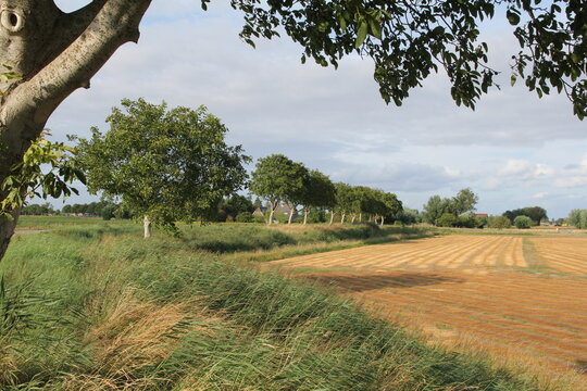 a flax field with rows of drying plants next to a dike country road and a row of green trees in the dutch countryside in zeeland in summer
