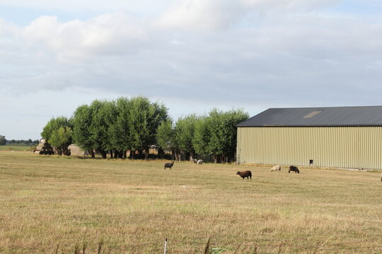 a meadow with a flock of sheep and a farm shed and a row of green pollard trees in the background in the dutch countryside in summer