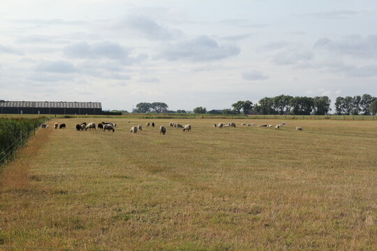 a flock of sheep is grazing in a large meadow in the dutch countryside in summer