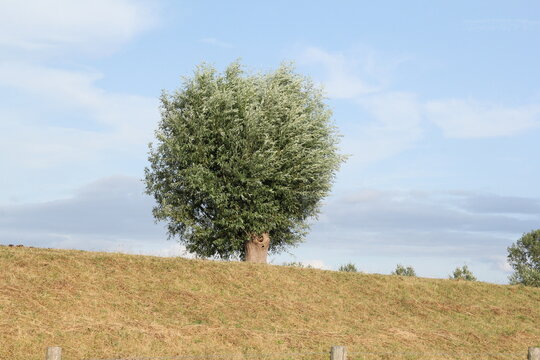 a beautiful pollard willow tree with green leaves closeup at a dike in the dutch countryside in zeeland in summer