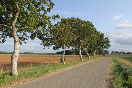 a country road at a dike with beautifful little green trees next to a flax field in the dutch countryside in zeeland in summer