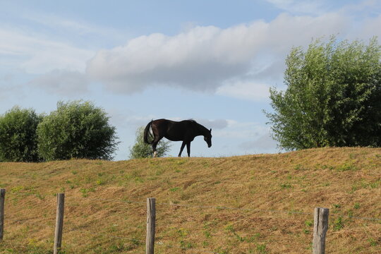a black horse is standing and grazing at a dike with beautiful pollarded willows in the dutch countryside in zeeland in summer and a blue sky with clouds