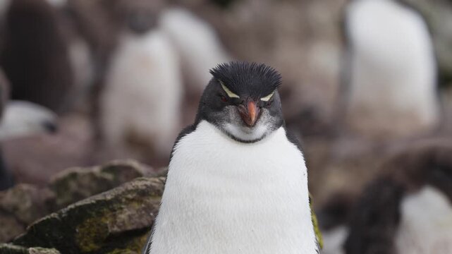 Cute Rockhopper Penguin Close Up with Shallow Depth of Field Chicks in Background. Colony in the Falkland Islands Wildlife Documentary Cinematic.