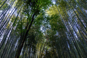 Fototapeta premium Arashiyama, Kyoto Japan bamboo forest, looking up