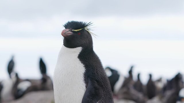 Adorable Rockhopper Penguin in Colony in the Falkland Islands Wildlife Documentary. Yellow Eyebrows He Cleans Himself Bends Over Camera Tilts Down