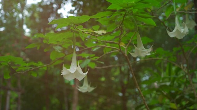 White Angel Trumpet flowers hanging in lush tropical rainforest garden, Exotic Brugmansia blossoms with vibrant green foliage creating serene botanical nature background 4k