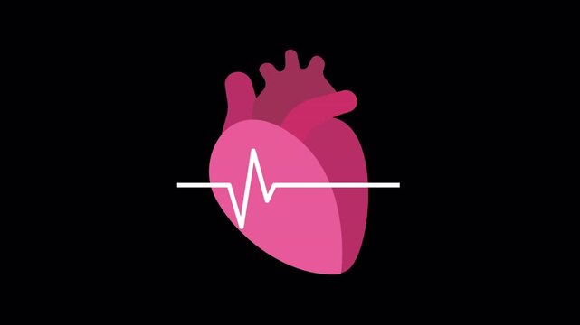 Animation of a beating human heart organ. Medical concept for cardiology, cardiovascular health, and life.
