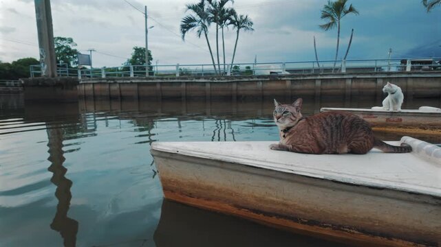 cute cats riding on small boat at Lat Krabang river canal in Thailand, Curious pet feline cruising water channel in Bangkok floating market 4k