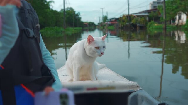 cute cats riding on small boat at Lat Krabang river canal in Thailand, Curious pet feline cruising water channel in Bangkok floating market 4k