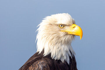 Close-Up of an Adult Mature Bald Eagle Head Shot, Homer Spit, Alaska © htrnr