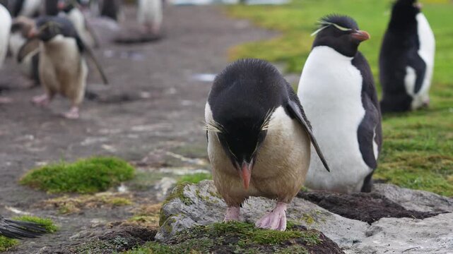 Cute Dirty Mud Covered Rockhopper Penguin Colony in the Falkland Islands Wildlife Documentary. Wide View.
