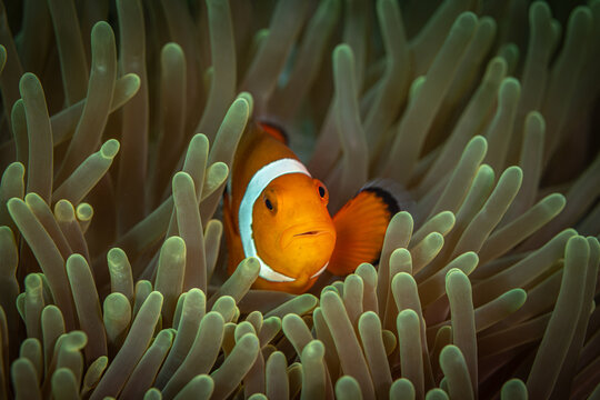 Clown Fish @ Romblon, The Philippines