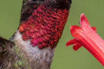 Fototapeta premium Close-up of a ruby-throated hummingbird with iridescent red gorget feeding on a bright red flower.