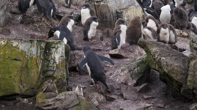 Rockhopper Penguin Colony Wide View Follow Male Hopping Across the Mud and Stone in the Falkland Islands Wildlife Documentary. Exciting Jump Cinematic