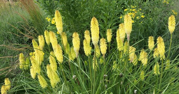 Kniphofia uvaria 'Lemon Popsicle' - Decorative row of  Red Hot Pokers in clusters of lemon-yellow of tubular flowers in spikes atop greenish stems above tufted clump of narrow grass-like leaves
