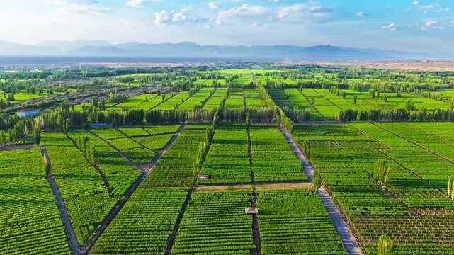 Aerial view of vast green agricultural fields under a blue sky near mountains in Xinjiang, China.