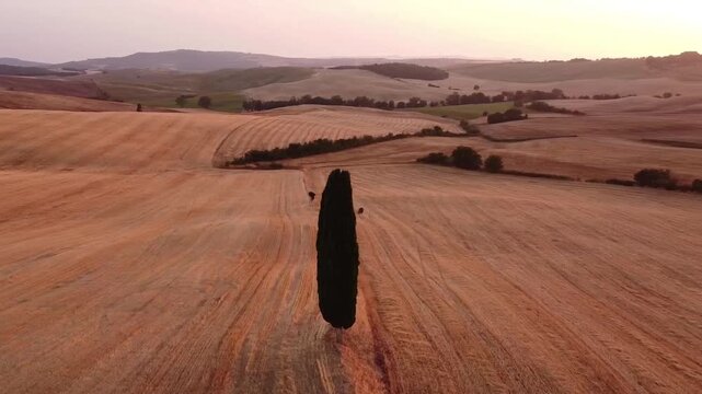 A lone cypress tree stands tall in the center of golden rolling hills during sunset. The vast landscape shows harvested fields extending to a distant village on a hill.