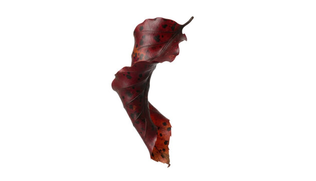 Organic red pepper slice isolated on white, fresh vegetable cutout macro, spicy food ingredient minimal studio photo