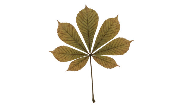 Dried leaf isolated on white background, pressed brown foliage texture, botanical specimen for nature design and decor