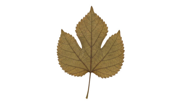 Dried leaf isolated on white background, autumn foliage macro photo, brown textured botanical nature element for design
