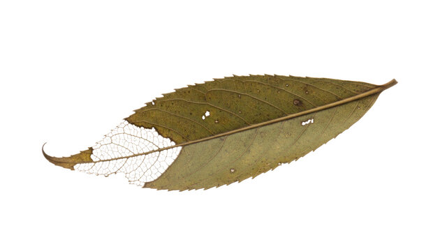 Vintage dried leaf close-up on white background, pressed botanical foliage texture, minimal nature specimen photo