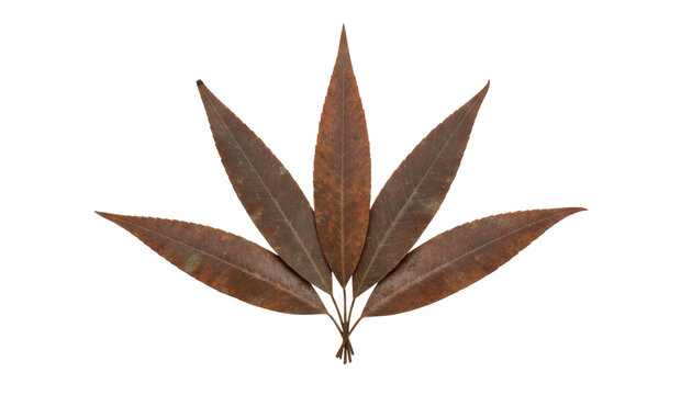 Dried maple leaf botanical close-up, brown autumn foliage isolated on white, minimal nature specimen for design use