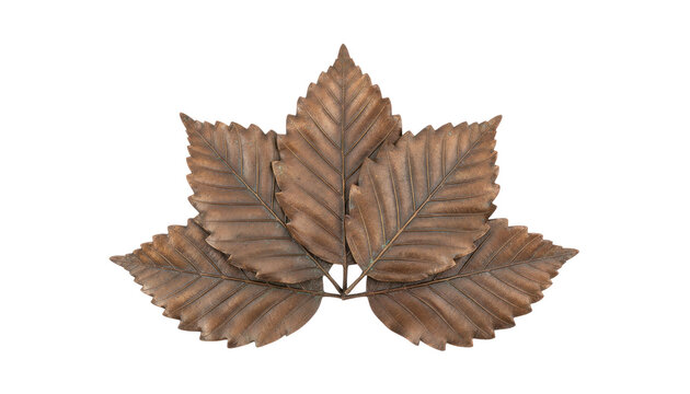 Rustic brown autumn leaves arrangement, dried oak leaf cluster isolated on white, seasonal nature decoration photo