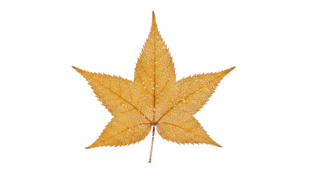Autumn maple leaf on white background, golden brown dried foliage close-up, isolated fall nature element for design