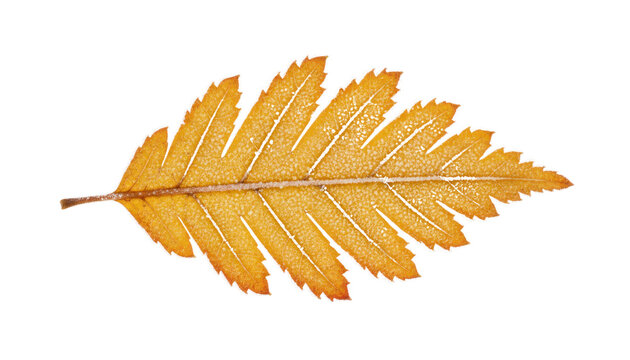 Golden leaf close-up on white background, autumn foliage cutout, isolated natural botanical texture for design