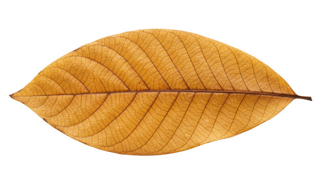 Dried leaf isolated on white background, golden brown foliage texture. Autumn leaf close-up, botanical nature detail for design