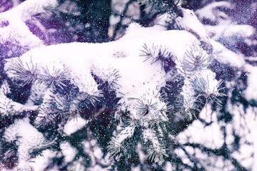 Obraz premium Beautiful fir branches covered with snow, closeup. Color toned