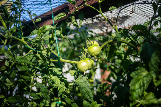 A Fresh Garden growing in a Squirrel Free Cage looking at tomatoes growing on vines tethered to the top of the cage with healthy grean leaves and stems 