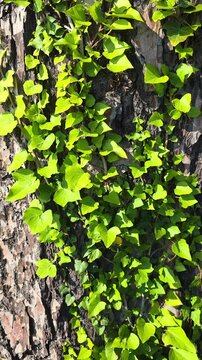 Green ivy leaves climbing on a rough textured tree bark with foliage swaying in the wind, a detailed nature view of a plant growing in a forest during a sunny day