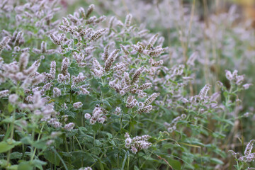 Flowering Mentha longifolia growing in a meadow with green leaves and purple blossoms. Botanical nature scene featuring a fragrant wild mint species in summer. © pictures_for_you