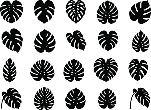 Monstera leaf collection black silhouettes on white background