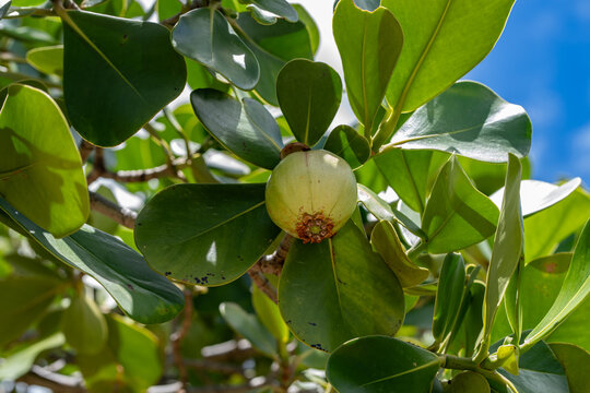 Clusia rosea, autograph tree, copey, cupey, balsam apple, pitch-apple, and Scotch attorney, in the family Clusiaceae. China Walls / Koko Kai Beach Mini Park, Honoulu, Oahu, Hawaii