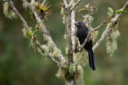 Smooth-billed Ani perched on a mossy branch in Sumaco, Ecuador