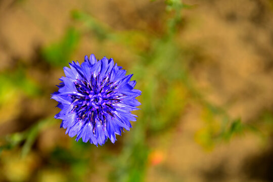 niebieski kwiat chabra na ż&oacute;łtym tle, chaber na rozmytym tle, Chaber bławatek, Centaurea cyanus, Cyanus segetum, blue cornflower flower on yellow background, cornflower on blurred background,