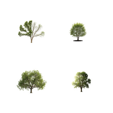 Four realistic trees collection isolated on transparent background for digital compositing