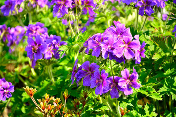bodziszek wspaniały, fioletowe kwiaty bodziszka, kwitnący bodziszek, Geranium × magnificum, purple cranesbill, geranium blossom, geranium magnificum violet flowers, cranesbill geranium flowers © kateej