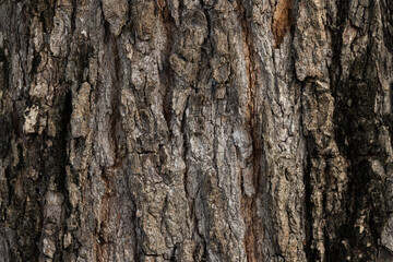 Obraz premium Rough Tree Bark Texture with Green Moss Background,Macro,Close-up detailed texture of rough tree bark with natural patterns and patches of green moss, suitable for background and design use.