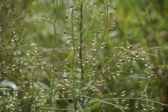 Dewdrops on grass after rain. This plant resembles species of the genus Dichanthelium. In particular, this plant resembles Dichanthelium laxiflorum (witchweed) or related species.