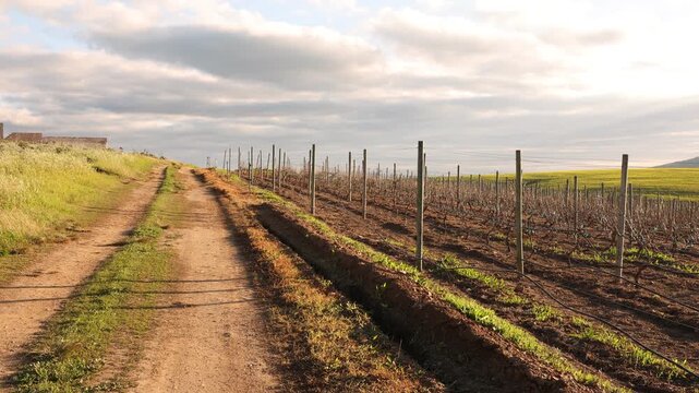 vineyard on hillside at sunset, Klein Mountains in background, Stanford, South Africa