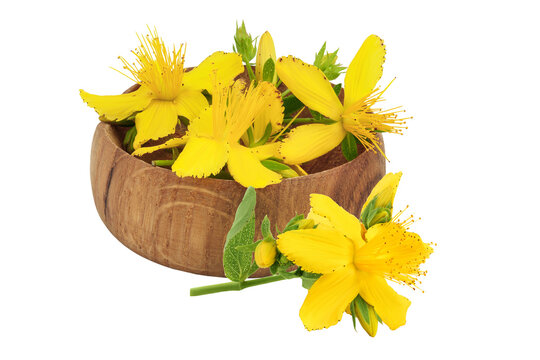 saint john's wort or Hypericum flowers in wooden bowl isolated on white background