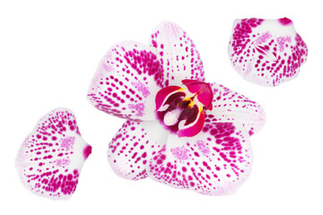 Fototapeta premium pink phalaenopsis orchid flower isolated on white background
