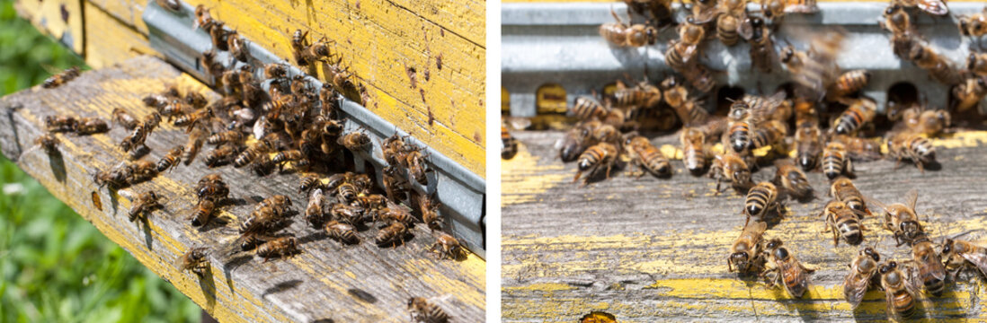 The bees at front hive entrance close-up. Selective focus